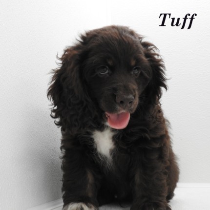 puppy, for, sale, Cocker Spaniel, Joe & Cherri  Overlease, dog, breeder, Miller, MO, dog-breeder, puppy-for-sale, forsale, nearby, find, puppyfind, locator, puppylocator, aca